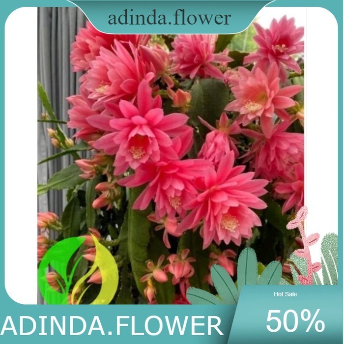 BUNGA WIJAYA KUSUMA BESAR PINK TUMPUK / TANAMAN HIAS POHON WIJAYA KUSUMA BUNGA BESAR / BIBIT BUNGA W