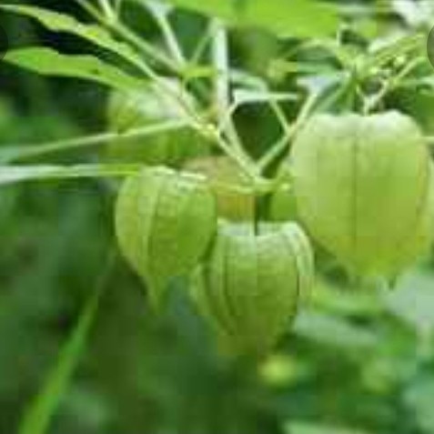 

New Promo daun cimplukan segar untuk herbal per 1kg,utuh bisa di tanam