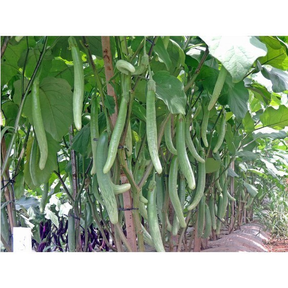 Bisa bayar di tempat - Terong Telunjuk 40 biji bibit seed Benih Terong Telunjuk Lurik Sayuran Tunjuk