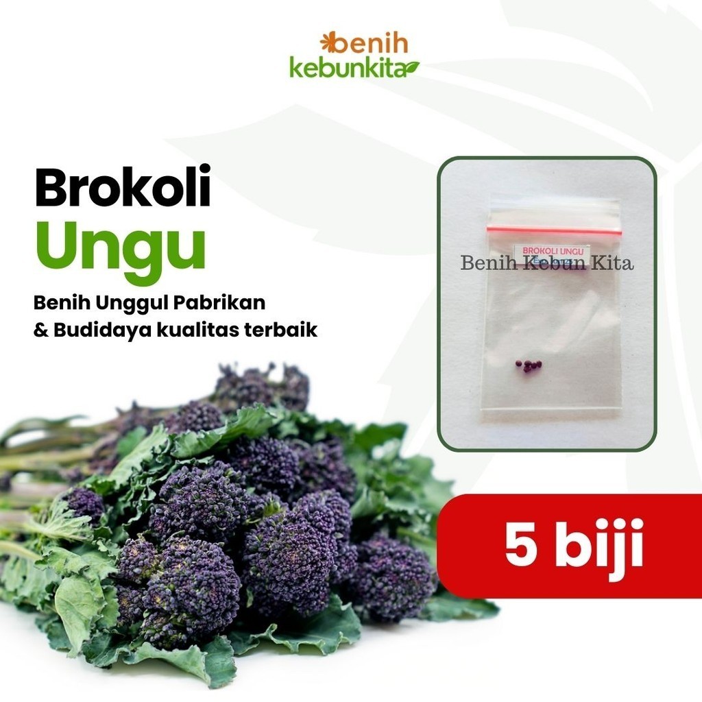 Biji Benih Bibit Tanaman Sayuran Brokoli Ungu Bibit Tanaman Sayur Sayuran Hidroponik & Konvensional