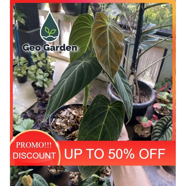 philodendron melanochrysum narrow tanaman hias