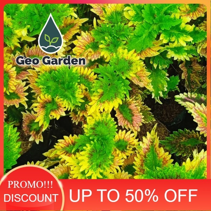 tanaman hias miana ekor naga kuning - tanaman miana hijau - miana