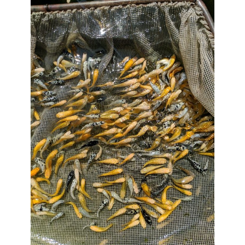 molly warna warni paket 100 EKor moli moly putih hitam oren platinum dot dot