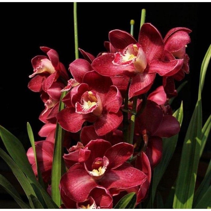 Anggrek Cymbidium Australia Red