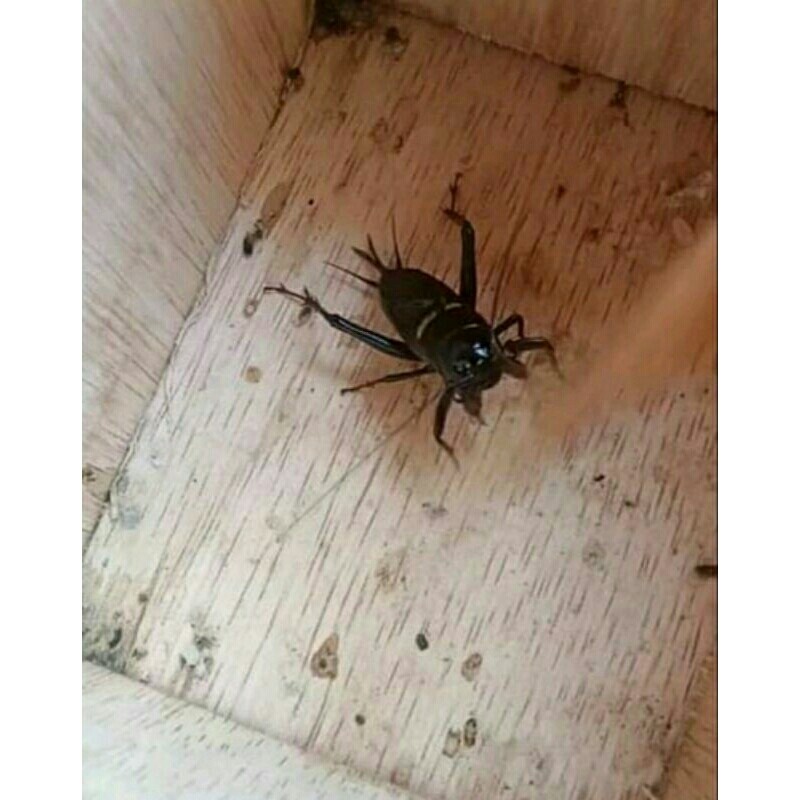 Jangkrik kalung aduan