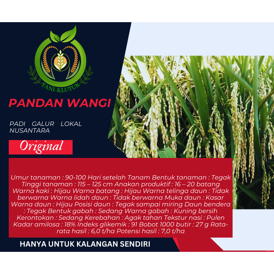 BIBIT/ Benih padi pandan wangi kemasan 5kg ORIGINAL PRODUK