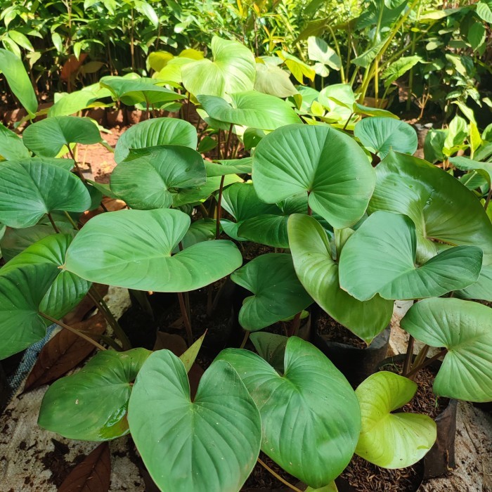 tanaman hias homalomena - homalomena