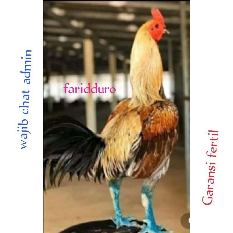 

Telur ayam aduan fertil trah yokeree x ninja /garansi fertil / pama iq / mangon vip /pinkeree / cocoa.