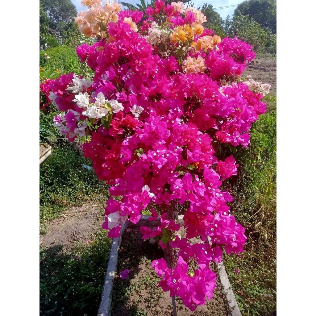 TERBAIK bibit bugenvil bunga tumpuk pink cantik