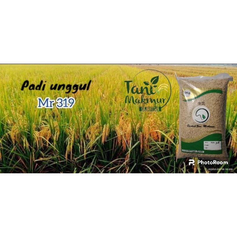 Benih Padi MR 319 Kemasan 5kg Premium