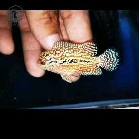 hiyasan aquarium Kamfa Louhan Progresan Besar Thailand Jenong Link Paket 2 Ekor cunda