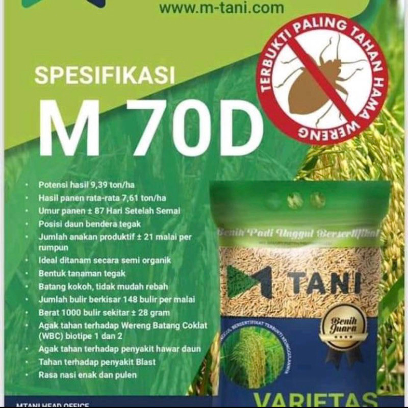 Bibit Padi M70D M70 dari M Tani (-+85 Hari) Panen Tercepat 5 KG