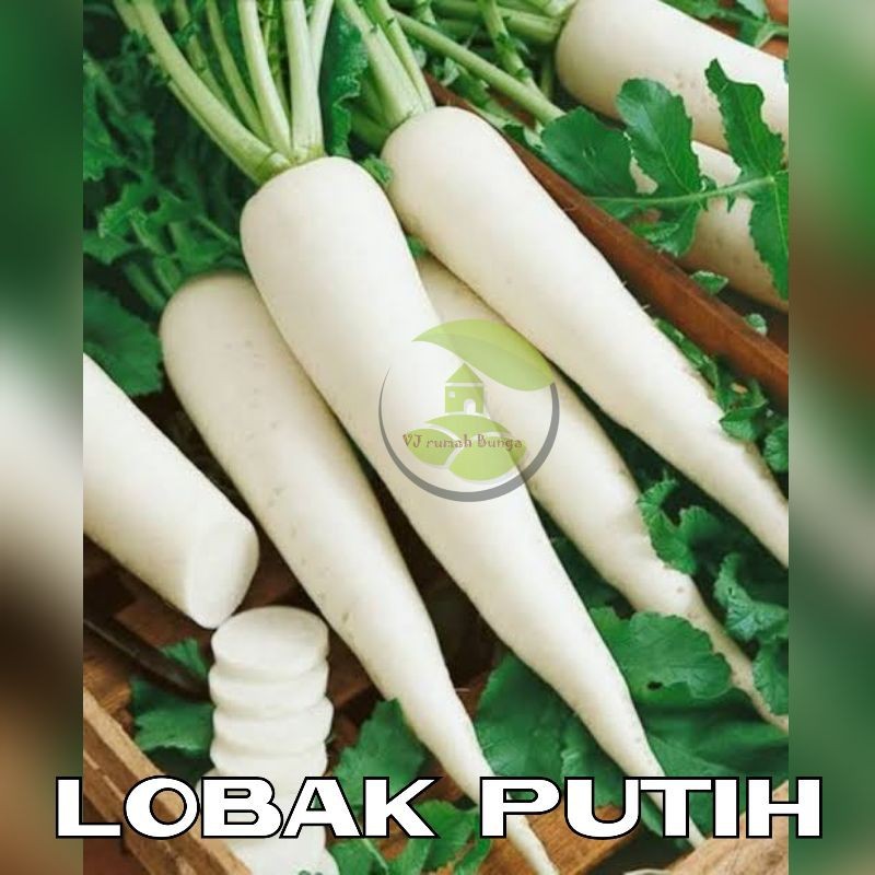 Benih Sayuran Lobak Putih Benih Biji Lobak Putih Wortel Putih Bibit Berkebun Dirumah