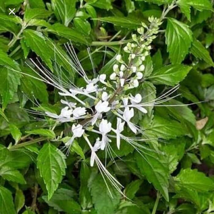 

RB Daun kumis kucing segar 1 kg fresh