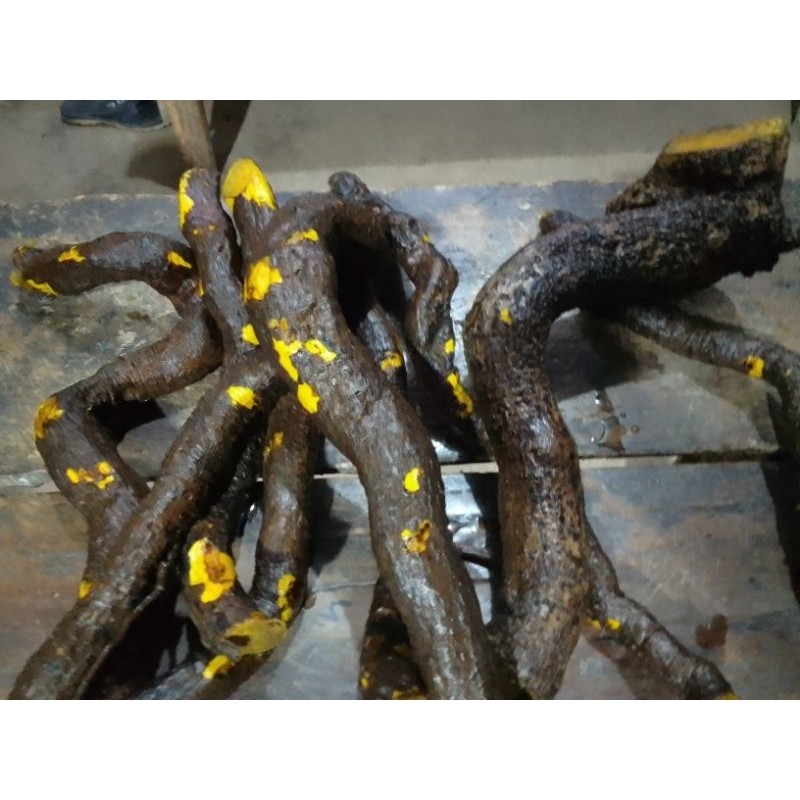 

akar kayu kuning/ki koneng 1kg Basah