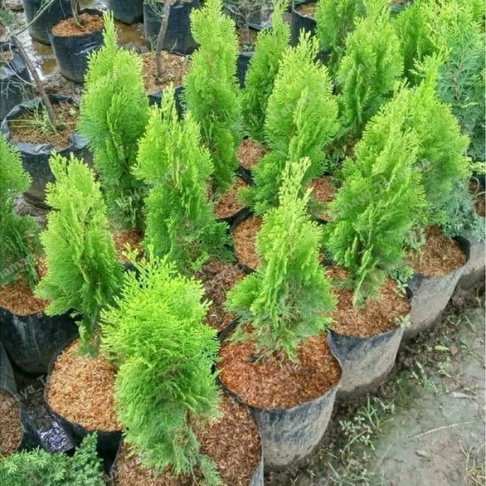 tanaman hias Cemara kipas - cemara kipas