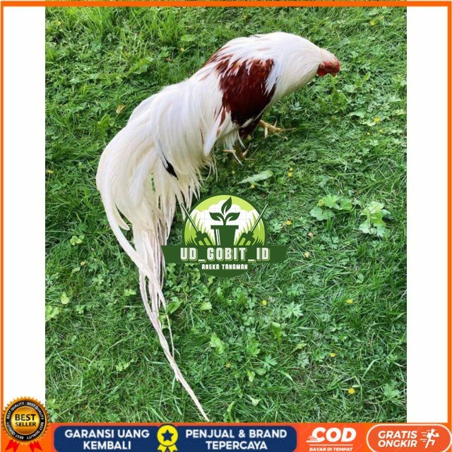 

Telur ayam hias yokohama fertil untuk ditetaskan Langsung UD_GOBIT_ID