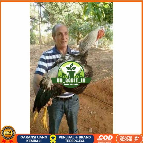 

Telur ayam gorila / gorilla jumbo fertil siap ditetaskan UD_GOBIT_ID