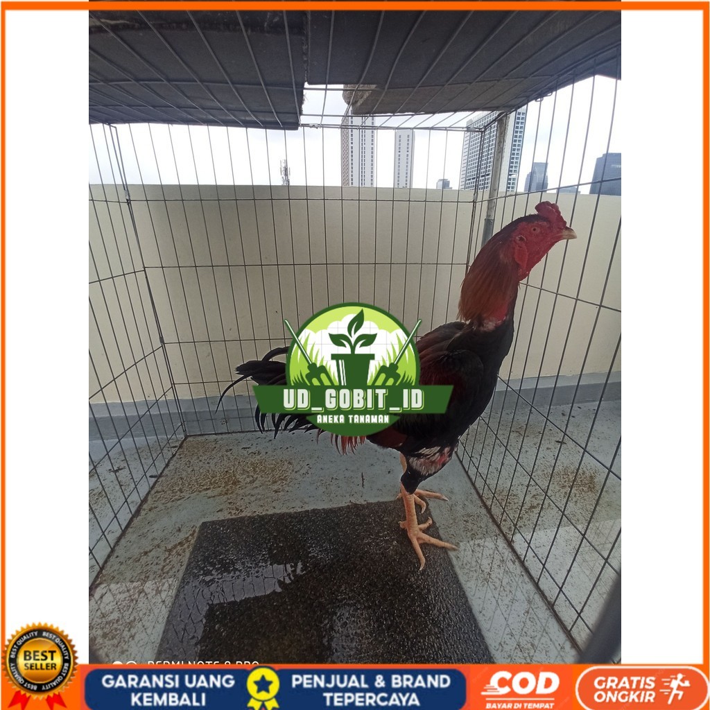 

Telur ayam bangkok shamo taiwan / ayam petarung aduan bisa ditetaskan UD_GOBIT_ID