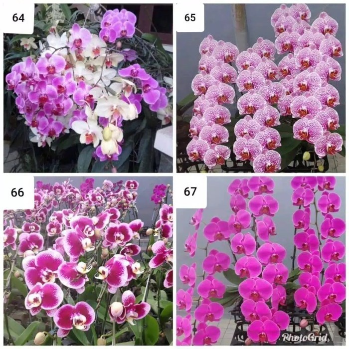 anggrek bulan spike bunga spike murah