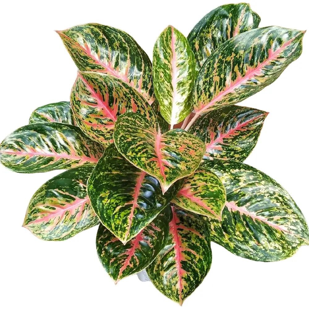 Tanaman Hias Aglonema Big papa - Aglonema Big papa