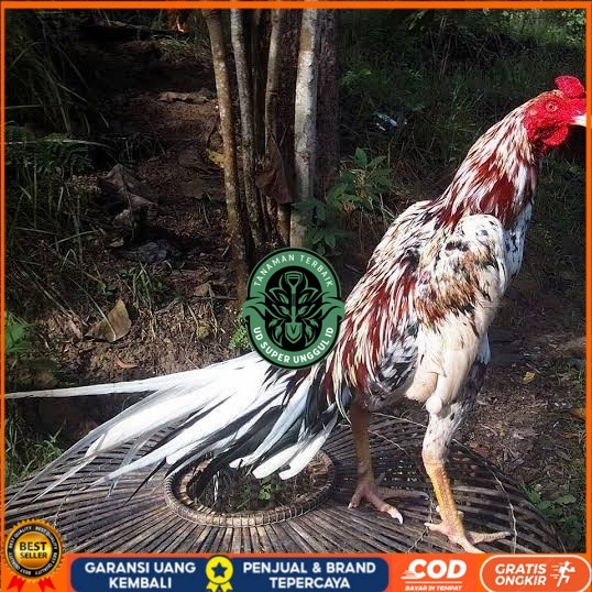 

Telur ayam bangkok ekor lidi / telur ayam hias fertil siap tetas UD_SUPER_UNGGUL_ID