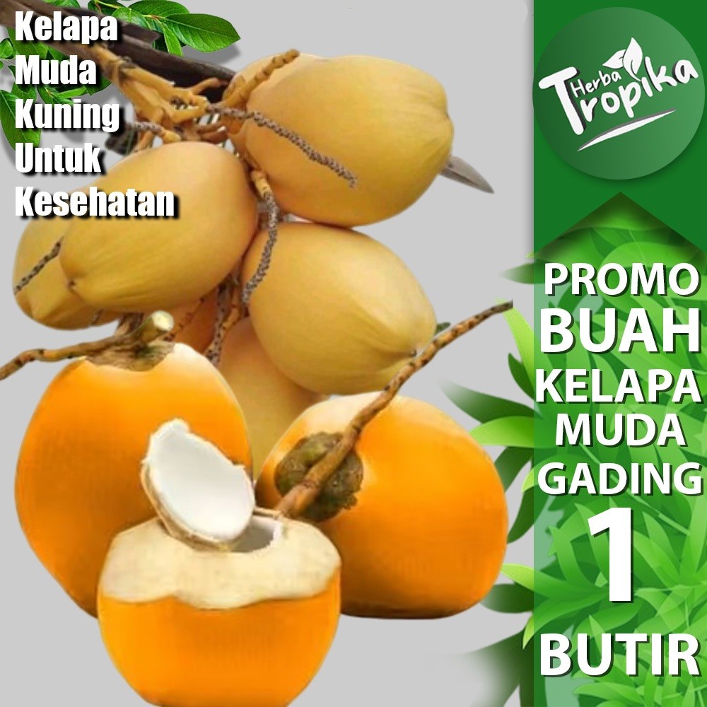 

Buah Kelapa Muda Kelapa Gading Oren/Kuning Utuh Belum Di Kupas toko herba tropika