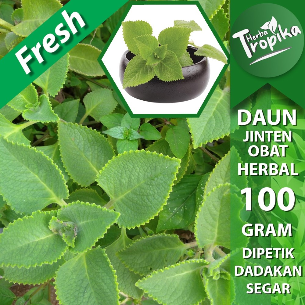 

Daun jinten segar 100 gram herbal alami toko herba tropika