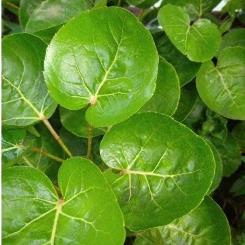 

DAUN MANGKOKAN SEGAR200 Gram Rempah_herbalCo