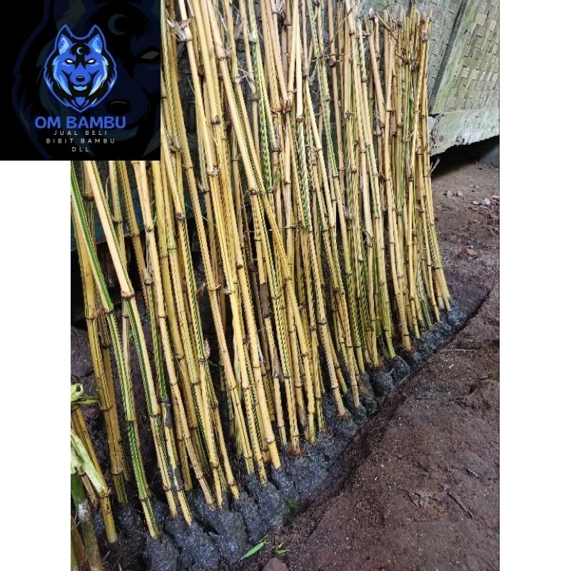 bibit Bambu kuning,Tanaman hias 70 cm Pring kuning