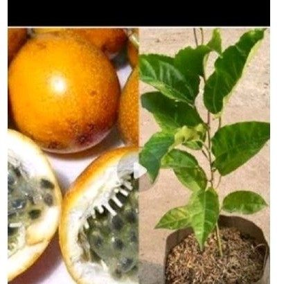 Bibit tanaman markisa simadu