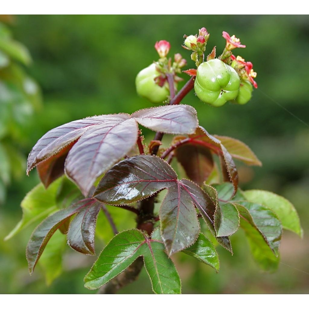 Bibit Tanaman Toga JARAK MERAH - Pohon Obat Jarak Merah