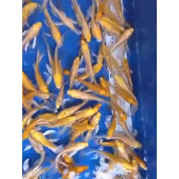 Promo 8.8 promo Koi Ogon Slayer / Kumpay size 11_15 Cm