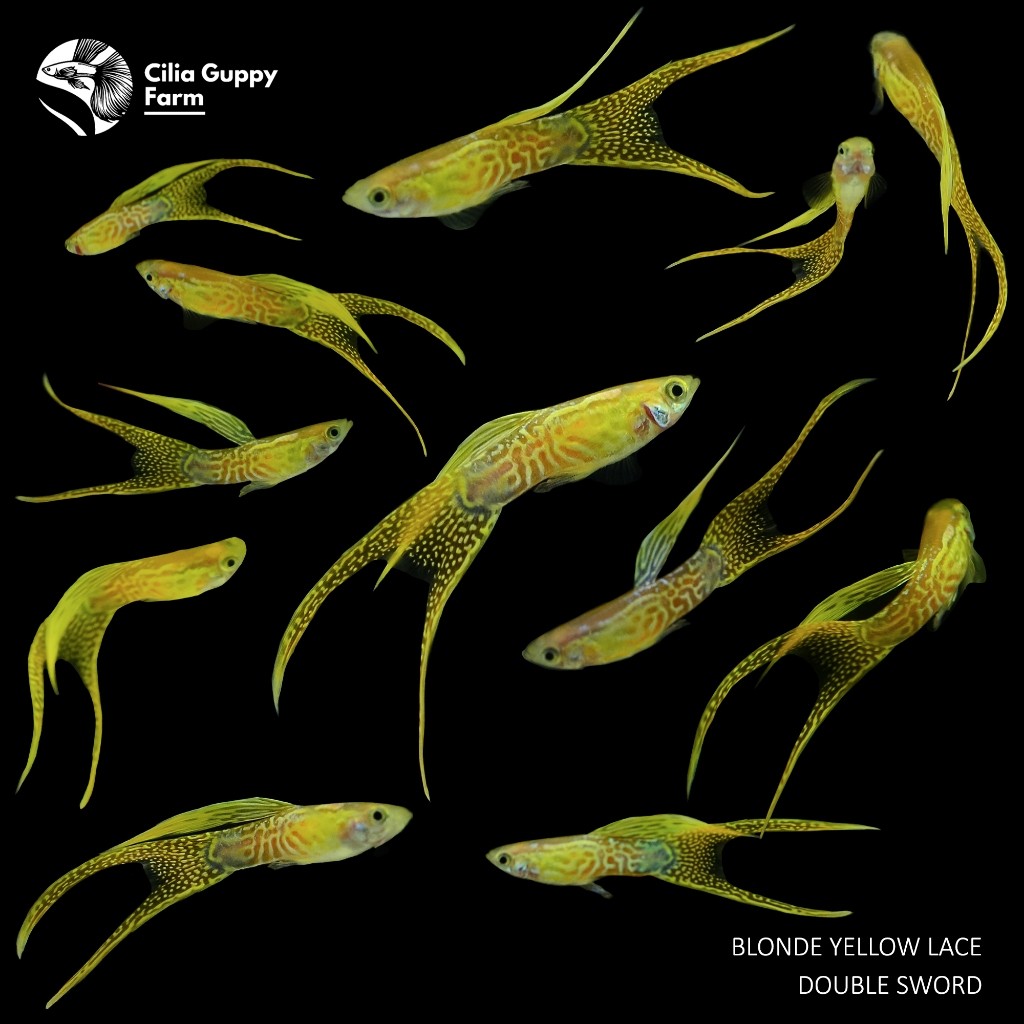 Promo 8.8 Guppy Blonde Yellow Lace Double Sword | Hiasan Aquarium | Hiasan Aquascape | Hiasan Akuari