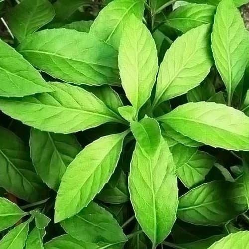 

250gr Daun Sambung Nyawa