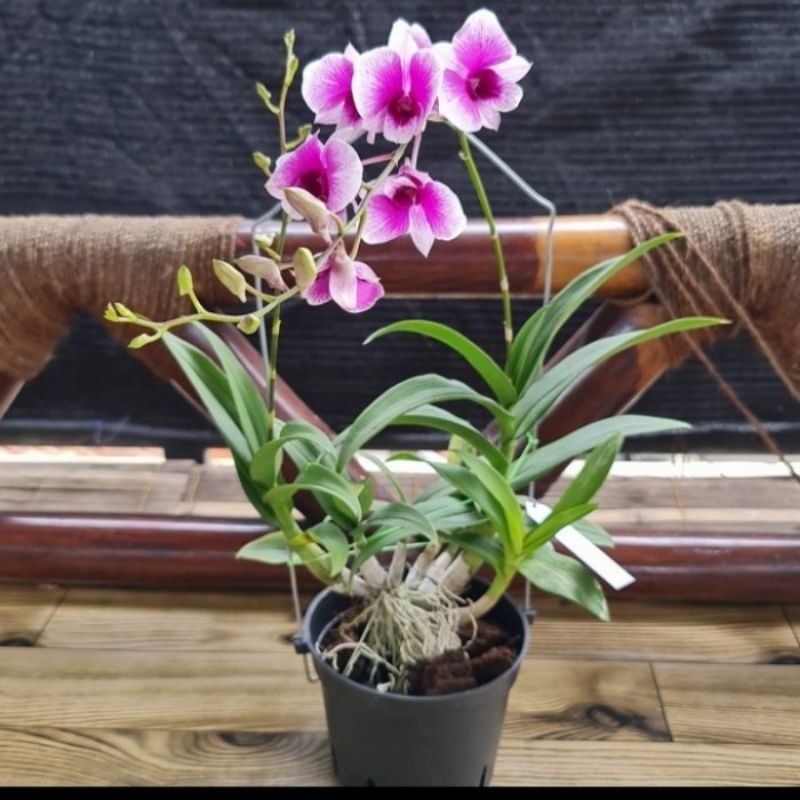 dendrobium yaya compactum spike/knop ,,,