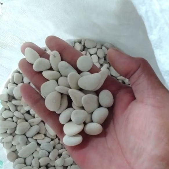 TERMURAH BATU KORAL HIAS TAMAN 500 GRAM -BATU HIAS PUTIH - BATU KORAL PUTIH