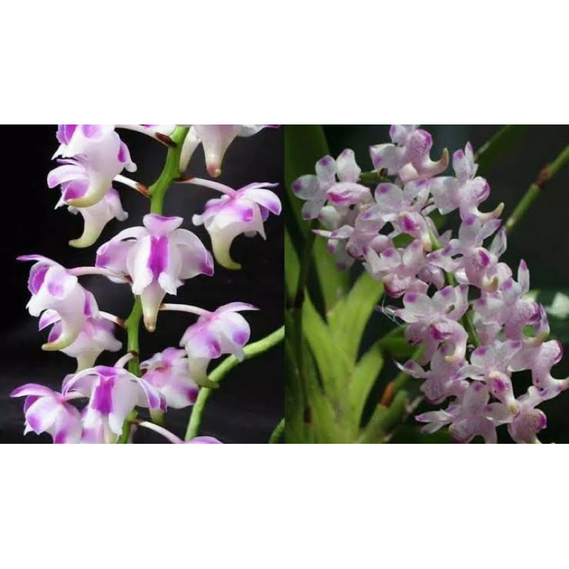 TANAMAN HIAS ANGGREK KUKU MACAN Dewasa - Anggrek kuku macan (Aerides odorata) Bunga hias kuku macan