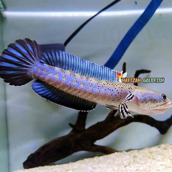 CHANNA BLUE PULCHRA 8-9CM FULL PELET BAHAN JOSJIS
