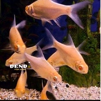 Kafiat Albino Size 5-7 Cm Isi 2 Ekor tengmet