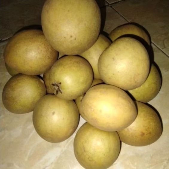 

Buah Sawo Matang Manis Segar 1 Kg – Buah Lokal Pilihan Berkualitas