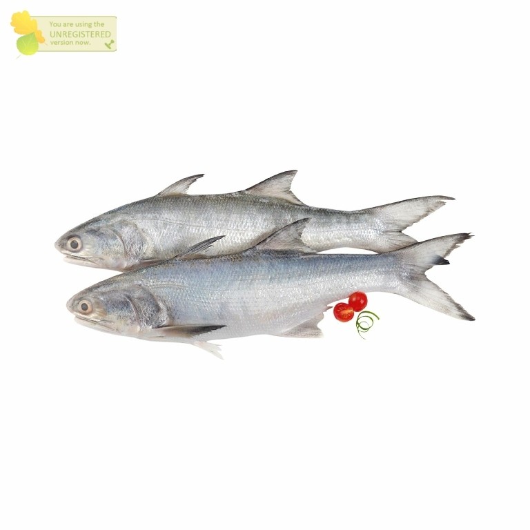 

Ikan Senangin Segar Ikan Kuro Senangin 1Kg