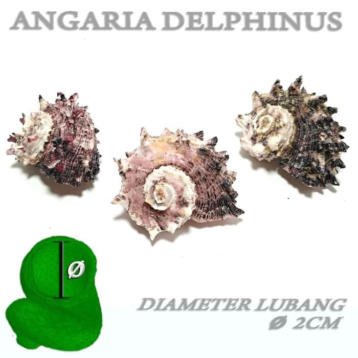 Angaria cangkang shell rumah kelomang umang keong umang asli