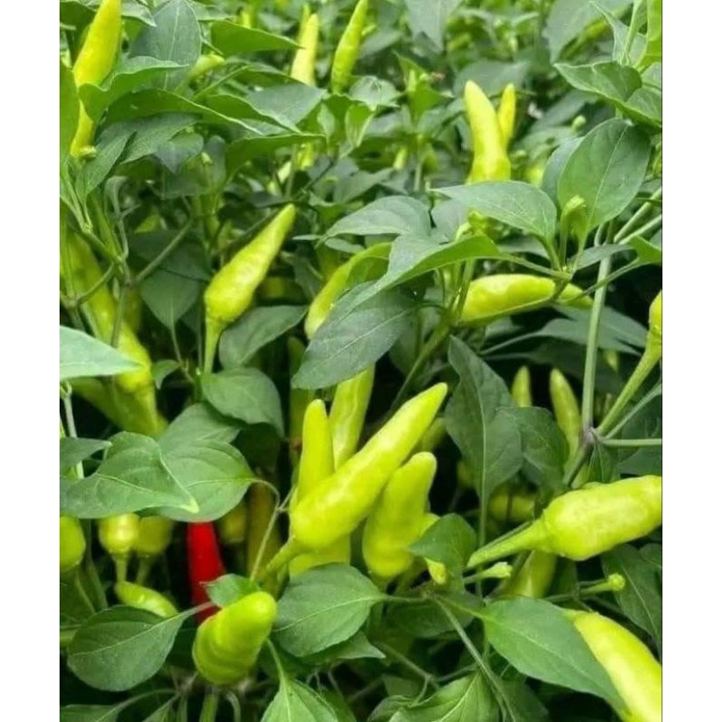 

Cabe Rawit merah ORI fresh 1 kg