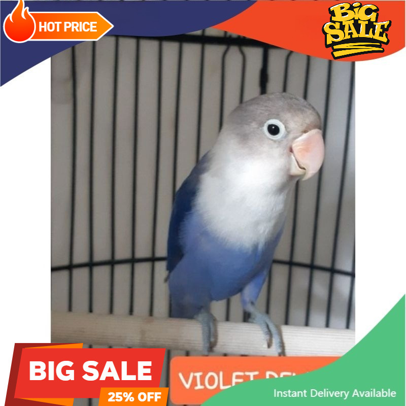 Lovebird Violet burung love bird biru vio