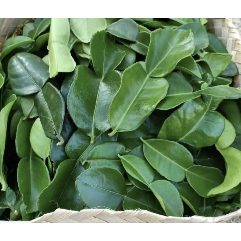 

Daun jeruk purut segar/fresh kemasan 30 Biji