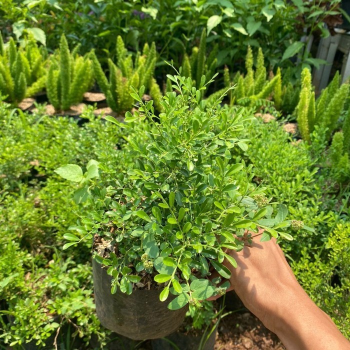 bibit bonsai kemuning mikro - tanaman hias kemuning mikro