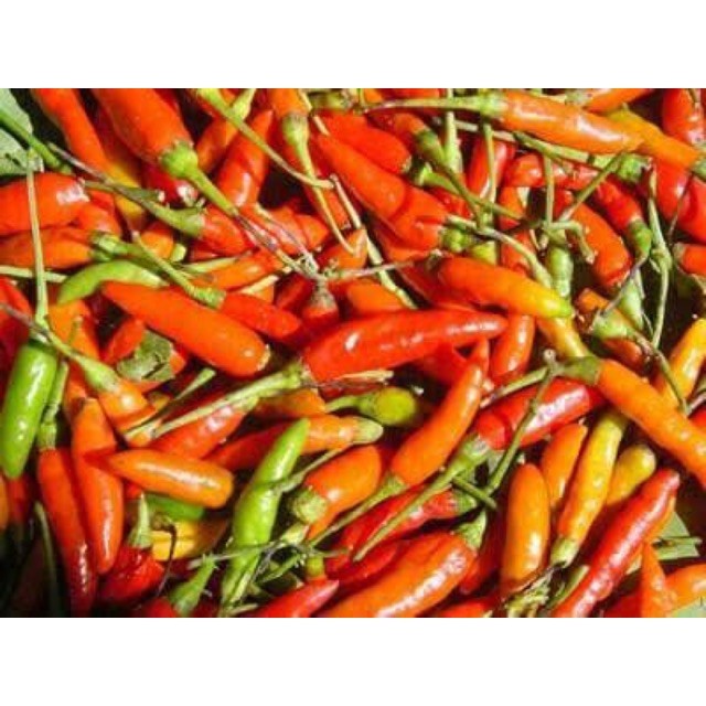 

Cabe Rawit Merah Segar