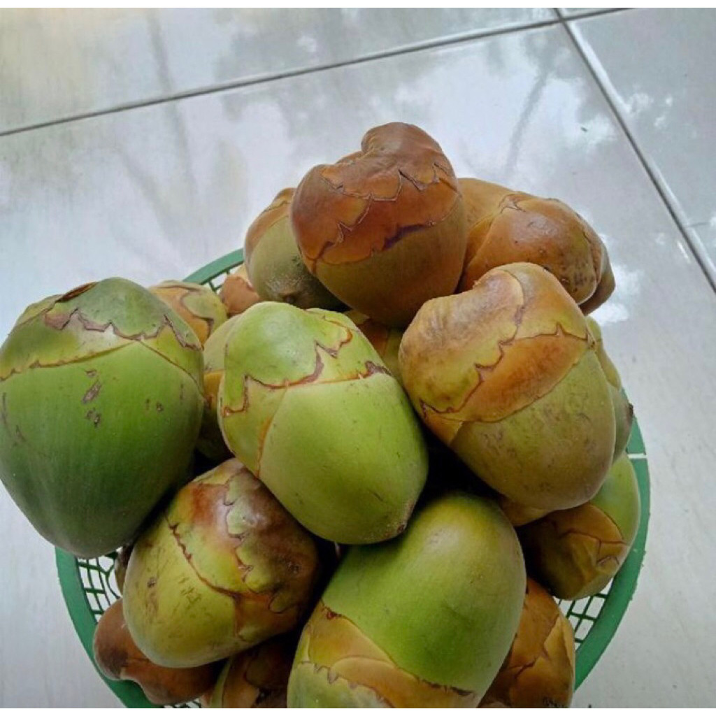 

[COD] Beluluk Kelapa Kecil/Tembuluk Fresh Alami Per 20 Biji