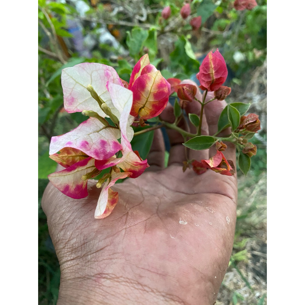 bugenvil murayama original kecil